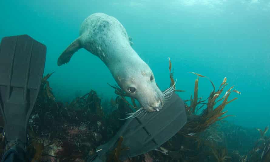 A grey seal nibbles a diver’s flippers.