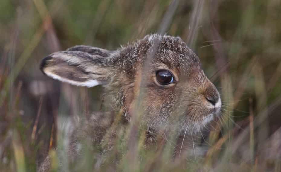 Mountain hare.