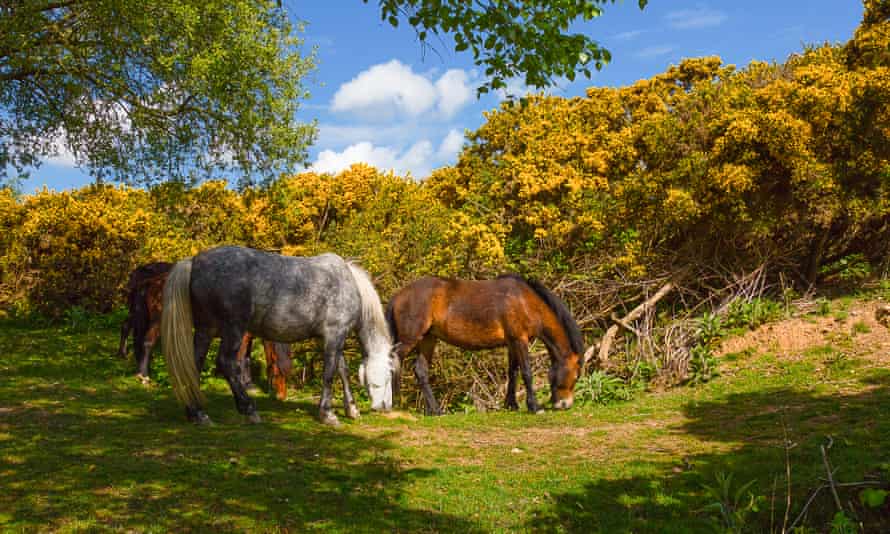 Horses in a field near Silverlake, Dorset.