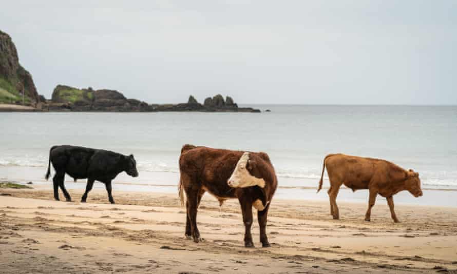 Cattle walking on sandy beach with calm sea and distant craggy coastline
