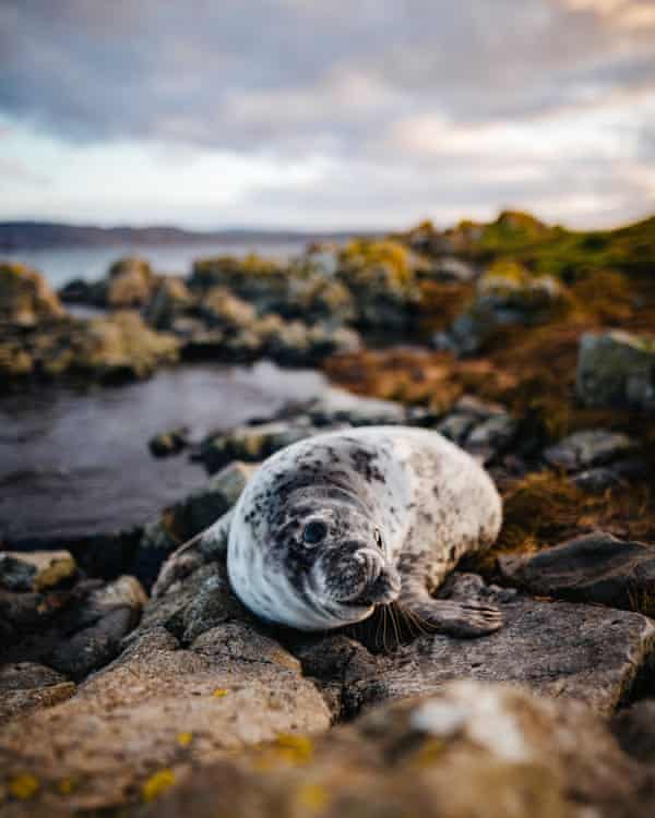 Close-Up Of Seal On RockPhoto taken in Belfast, United Kingdom