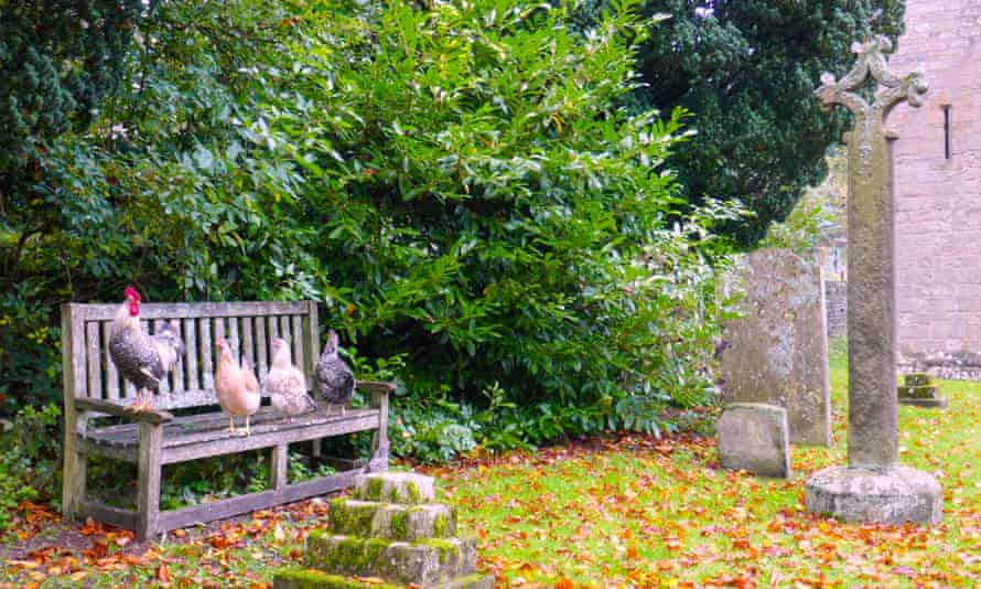 Chickens in the churchyard at Blanchland