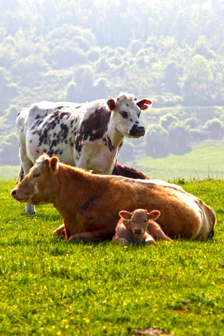 Cows in Normandy.