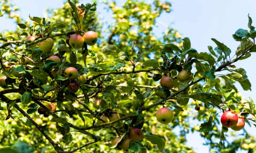 France, Normandy, apple trees in a countryside garden