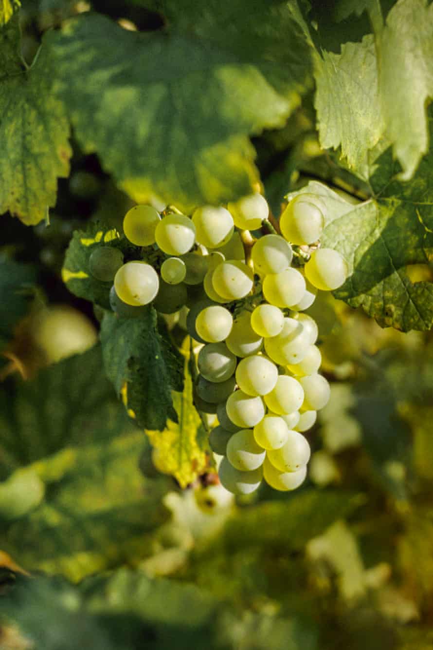 Grapes in a vineyard.