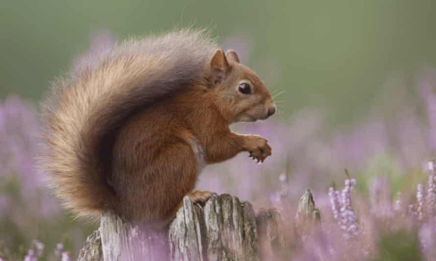 Red squirrel in flowering heather, Inshriach Forest, Scotland.