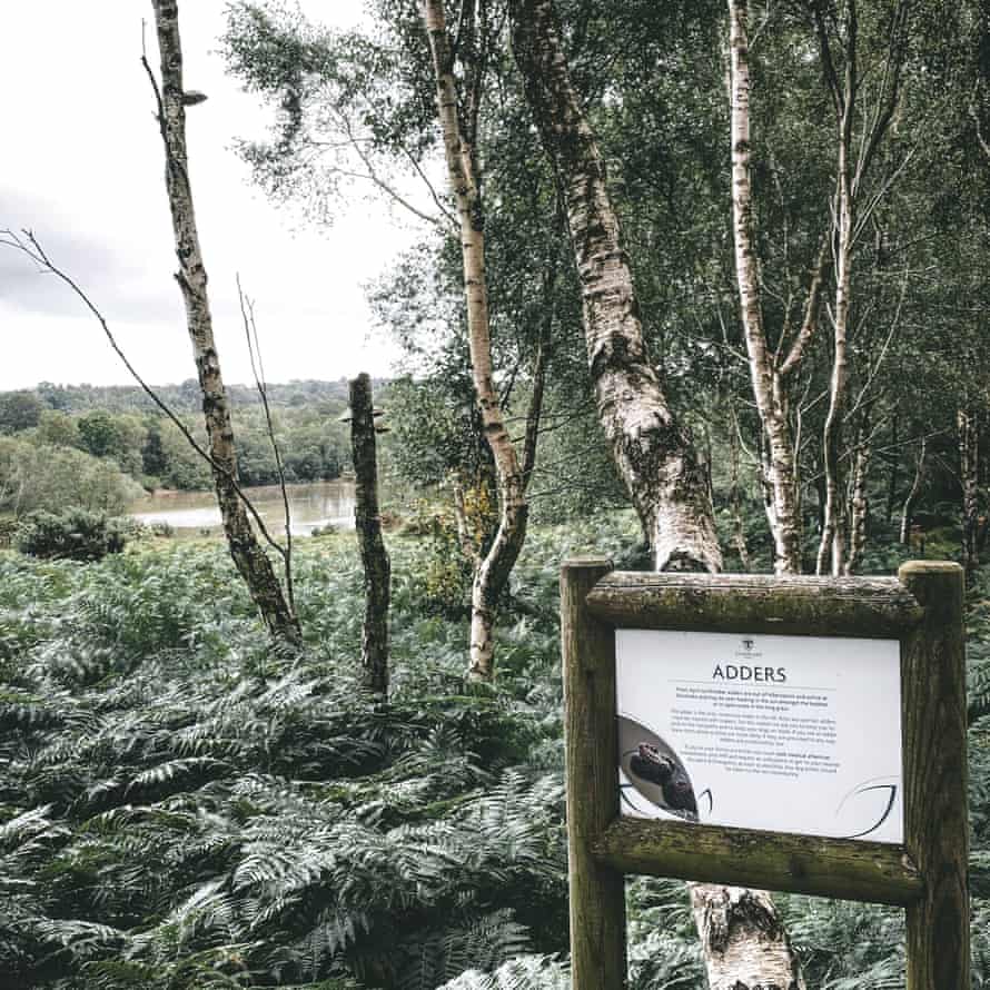 Adder sign at Silverlake, Dorset.