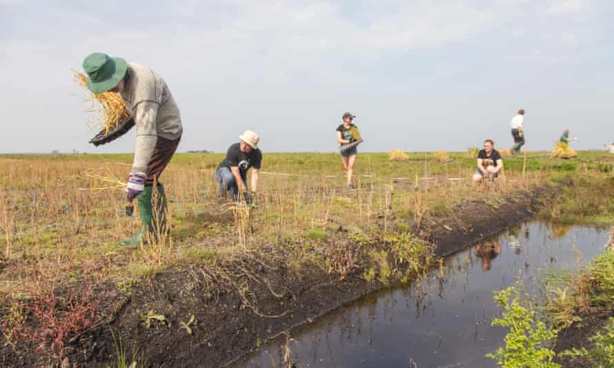 Planting party for Bedfordshire, Cambridgeshire and Northamptonshire (BCN) Wildlife Trust’s Great Fen project.