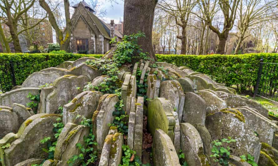 Hardy’s Tree in Old St Pancras churchyard, London.