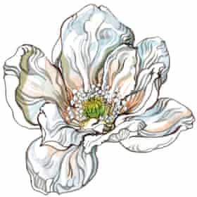 Magnolia flower. Illustration: Hennie Haworth.