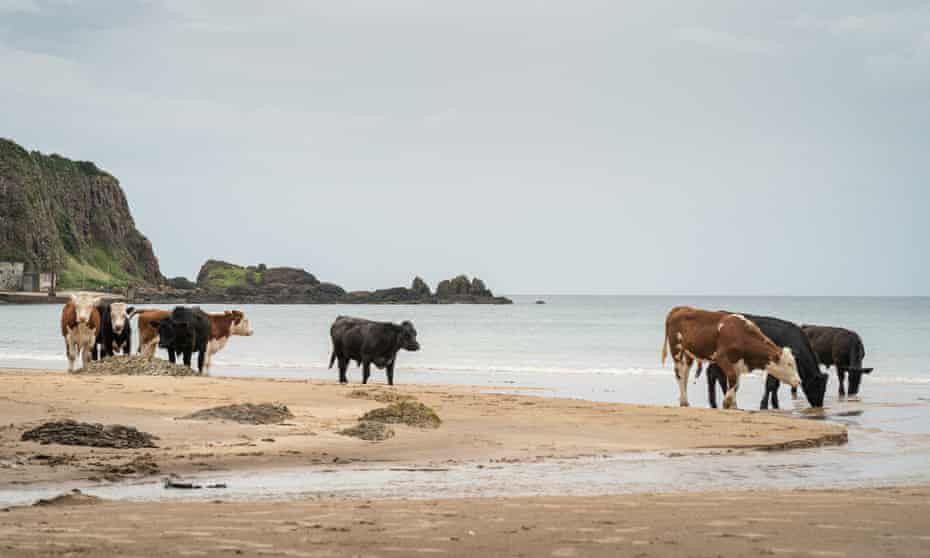 Cattle on the beach at White Park Bay.