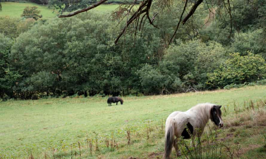 Ponies close to Pen-y-Ddinas