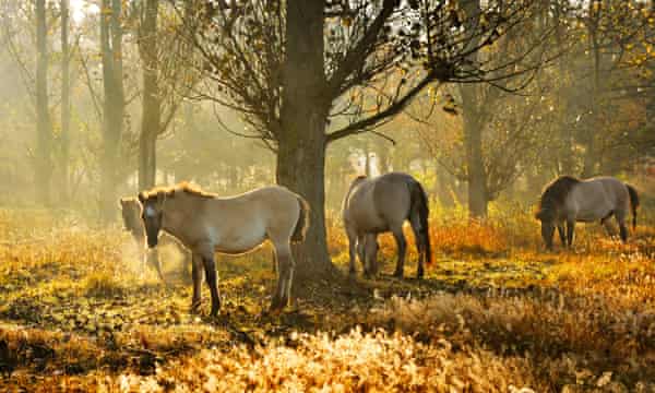 Wild horses near the Schorfheide-Chorin Biosphere Reserve.