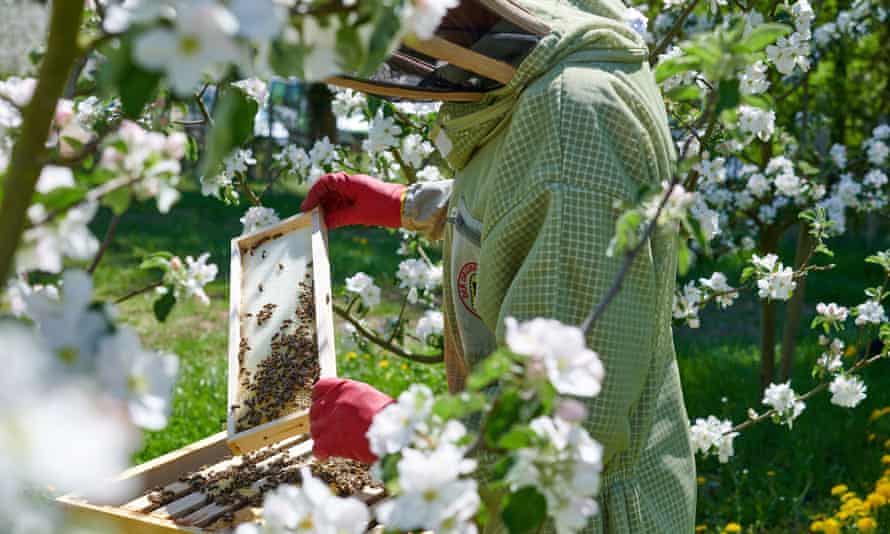 3. Inline HR Konstanz- Beekeeper at a beehive in the Bioland apiary