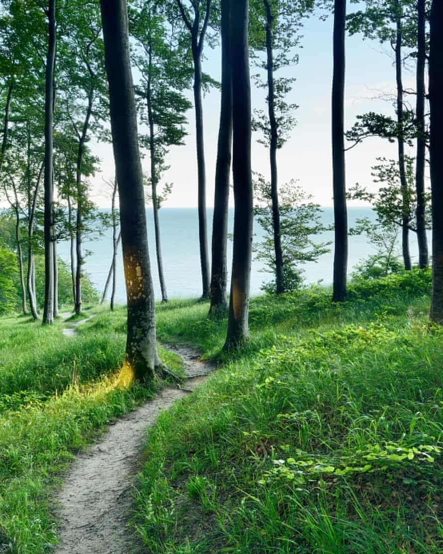 Jasmund National Park Germany - Ancient UNESCO beech tree forest.