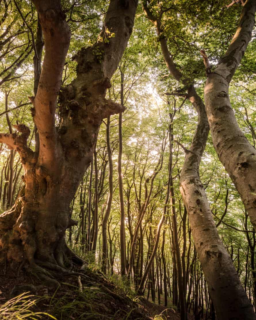 Jasmund national park