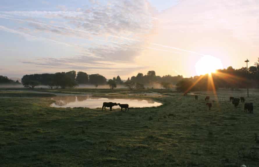 Saarland Bliesgau: water buffalo in the UNESCO biosphere reserve