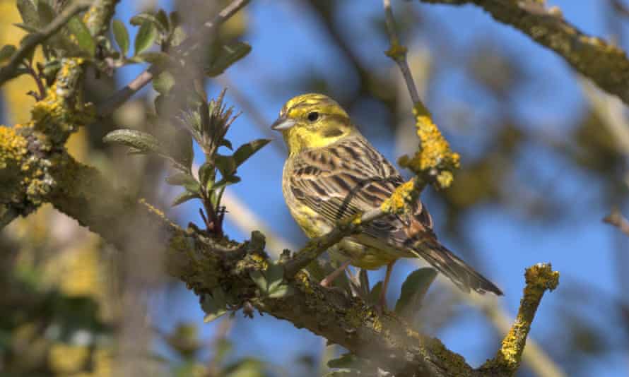 A yellowhammer, a type of bunting sometimes spotted among hedgerows amid farmland.