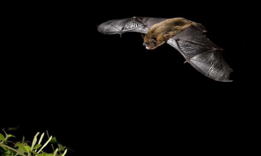 Common pipistrelle.