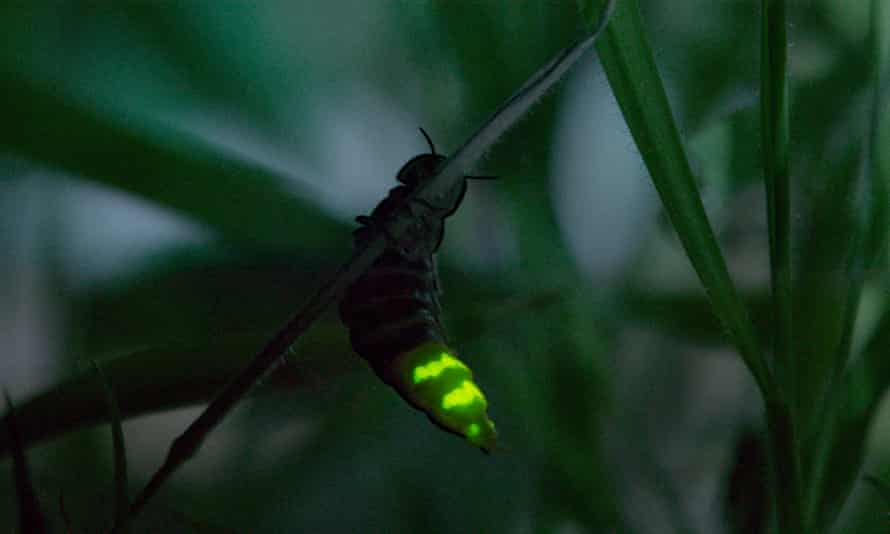 Glow-worm.