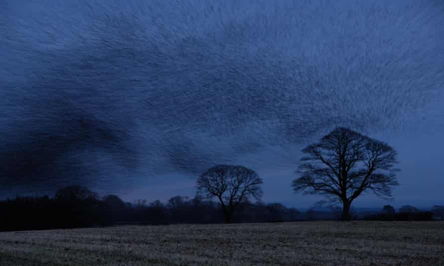 Starlings