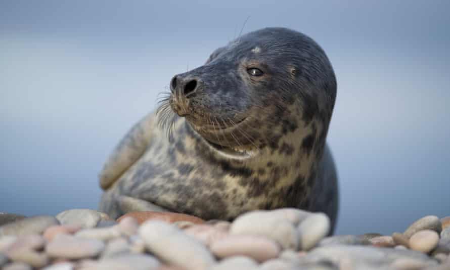 Grey seal.