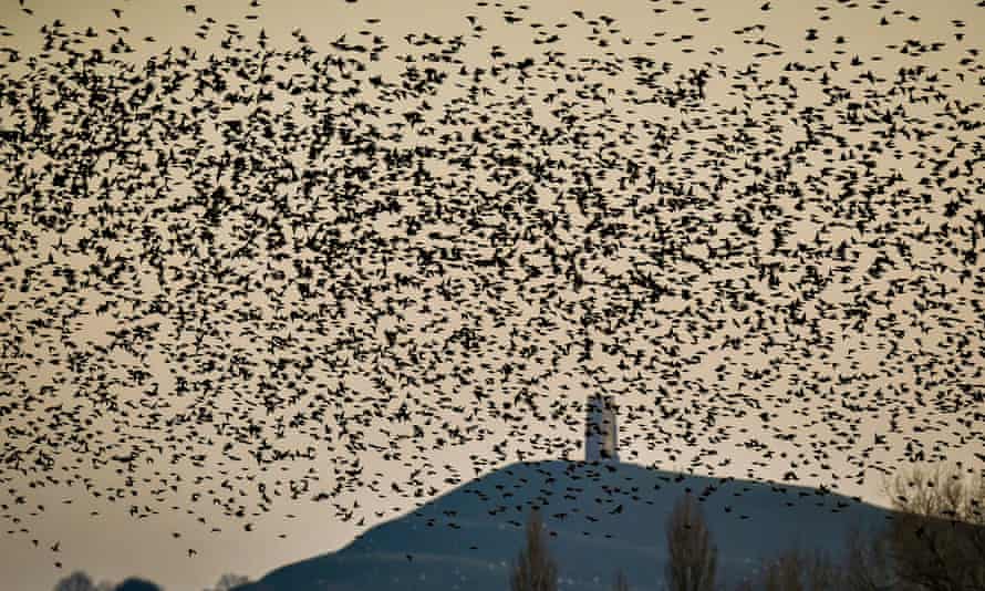 Murmuration of starlings near Glastonbury Tor on the Somerset Levels.