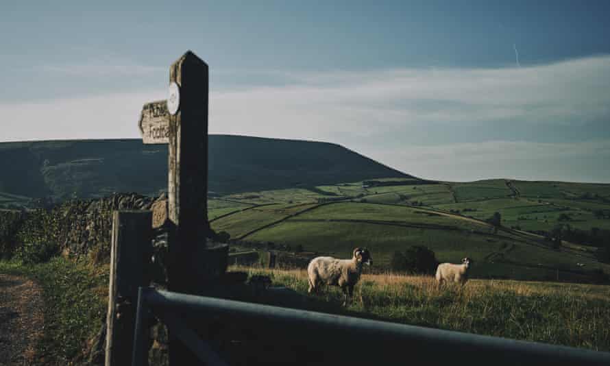 Sheep in a field near a public footpath sign near Highham, Lancashire, UK