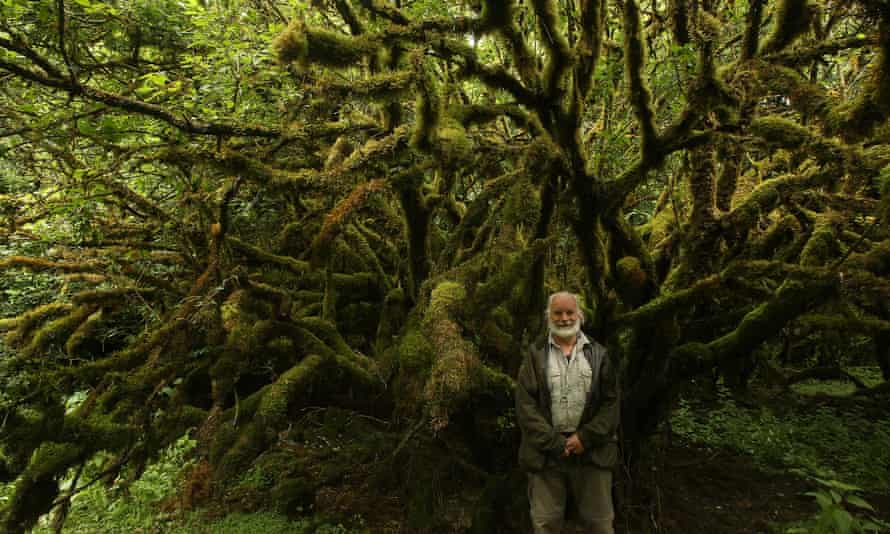 Alan Watson Featherstone and moss-covered branches of a purging buckthorn tree (Rhamnus cathartica) in temperate rainforest, Burren NP, Ireland