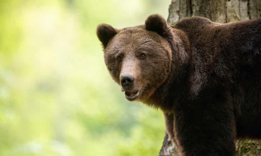 Brown bears are among the region’s most spectacular animals, along with lynx, wolf and bison.