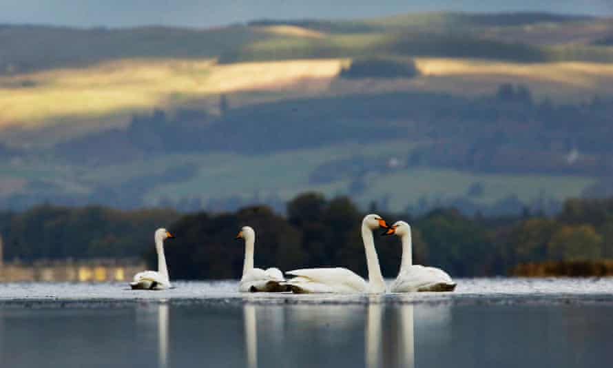 The Iceland-based whooper swan is larger than the similar bewick’s swan and has more yellow on its bill.