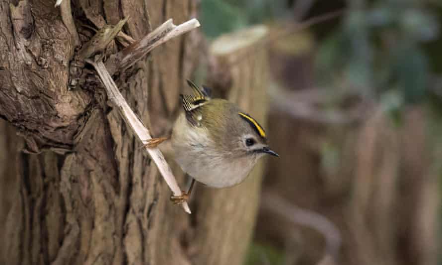 The goldcrest is Britain’s joint smallest bird with the similar-looking firecrest.