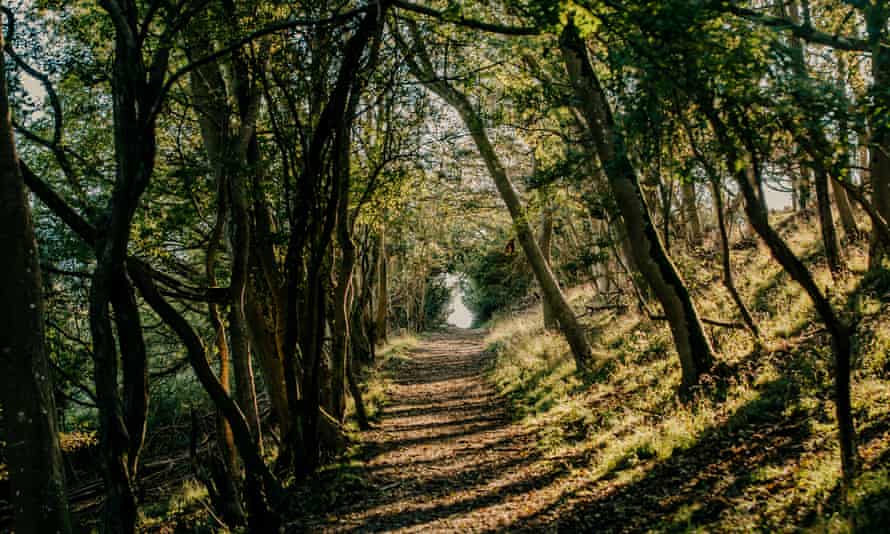 A small woodland path beyond East Dean village.