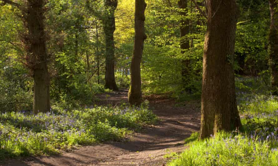 Fran Halsall - Ecclesall Woods, footpath to Abbeydale Road South, May 2020