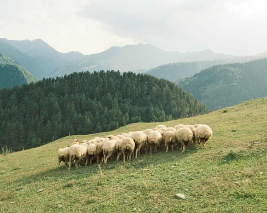 Herd of sheep crowd in Upper Omalo