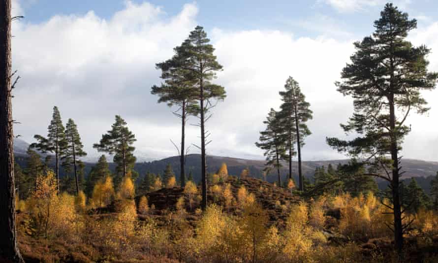 Autumn in Royal Deeside, Aberdeenshire.