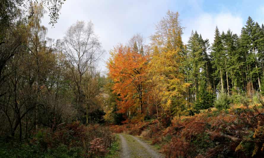 The trail passes through mixed woodland near Croft Castle.