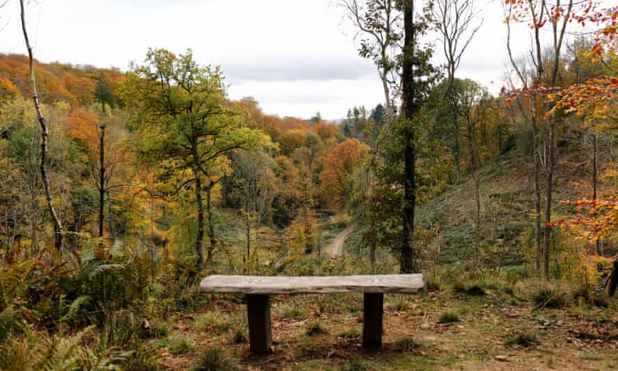 Autumnal woods near Croft Castle.