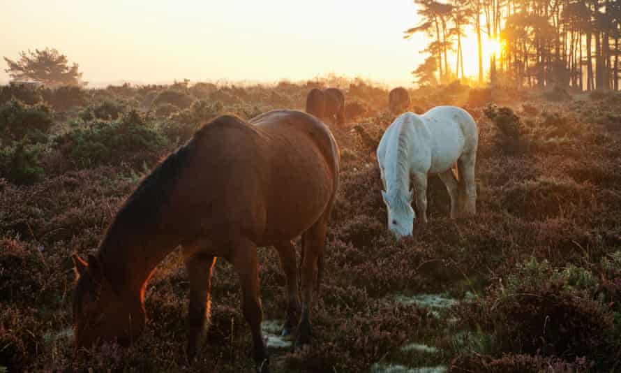 New Forest ponies at sunrise.