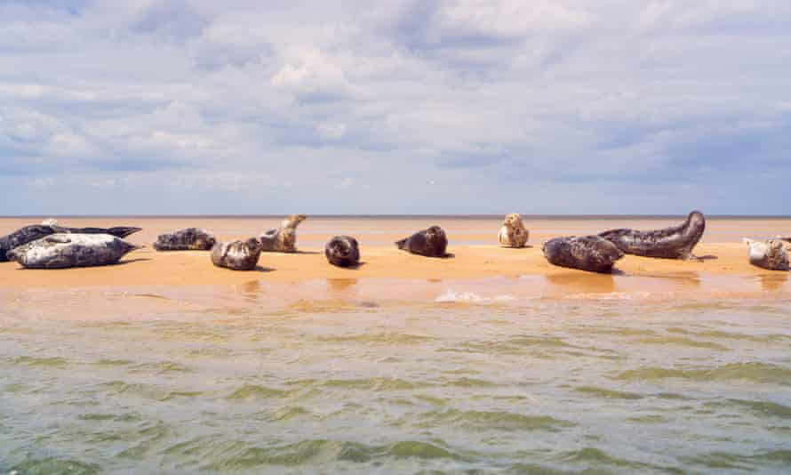 Common and grey seals breed on the Norfolk coast, including at Winterton-on-Sea.