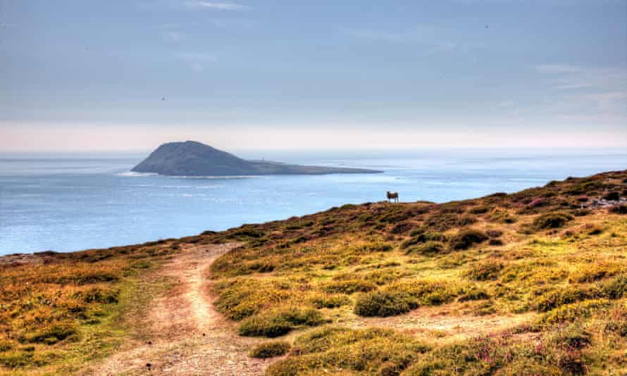 Solitary sheep on Welsh coastal headland overlooking Bardsey Island