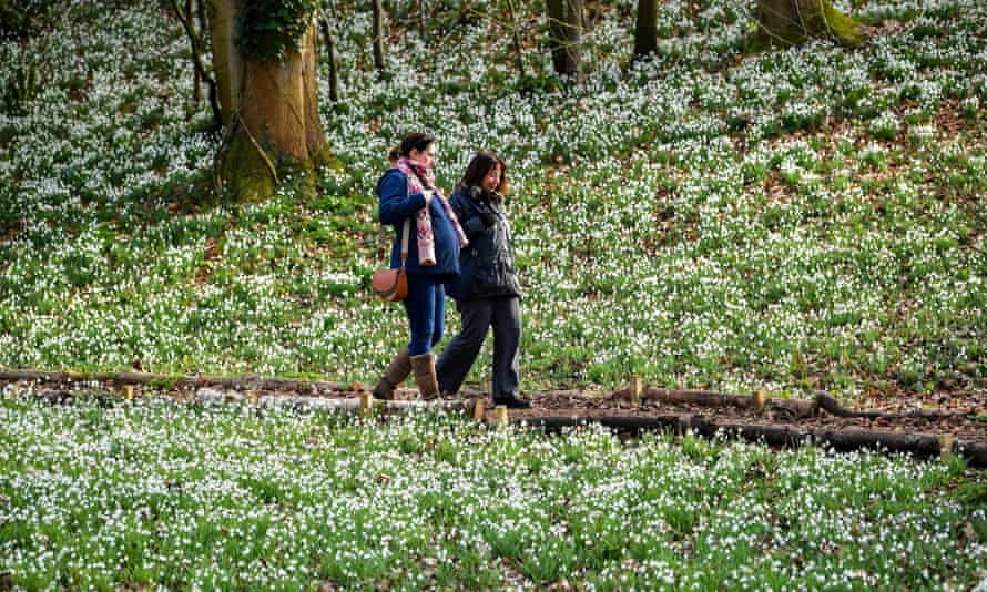 People walk past a carpet of snowdrops in bloom at Painswick Rococo Garden, Painswick, Gloucestershire.2ATWK8M People walk past a carpet of snowdrops in bloom at Painswick Rococo Garden, Painswick, Gloucestershire.