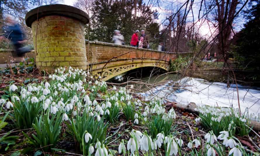 Bridge the gap: snowdrops at Welford Park in Berkshire.