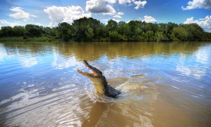 Jumping crocodile in Adelaide River, Darwin