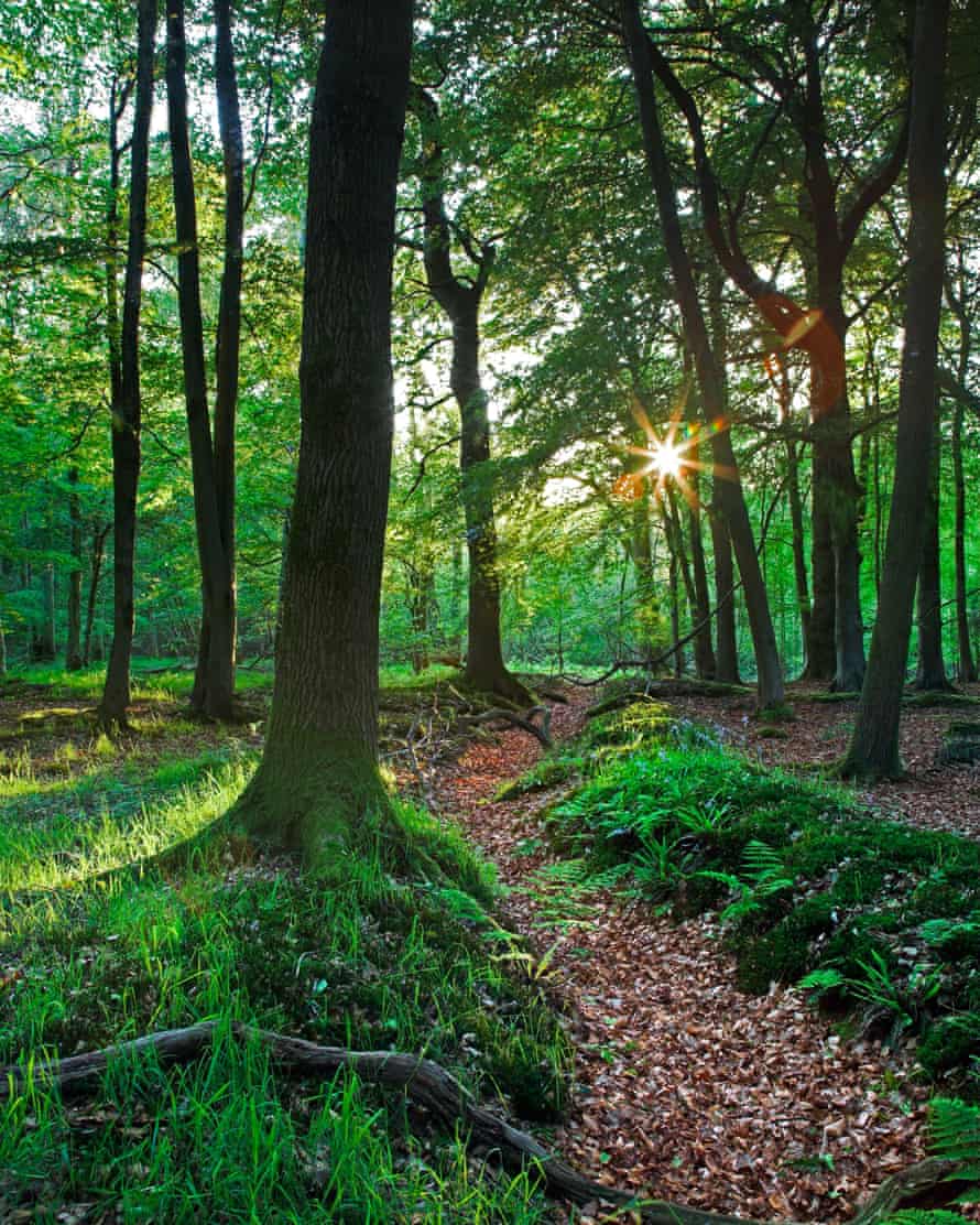 ‘Dense woods, hedgerows and undulating hills’: the Malvern Hills.