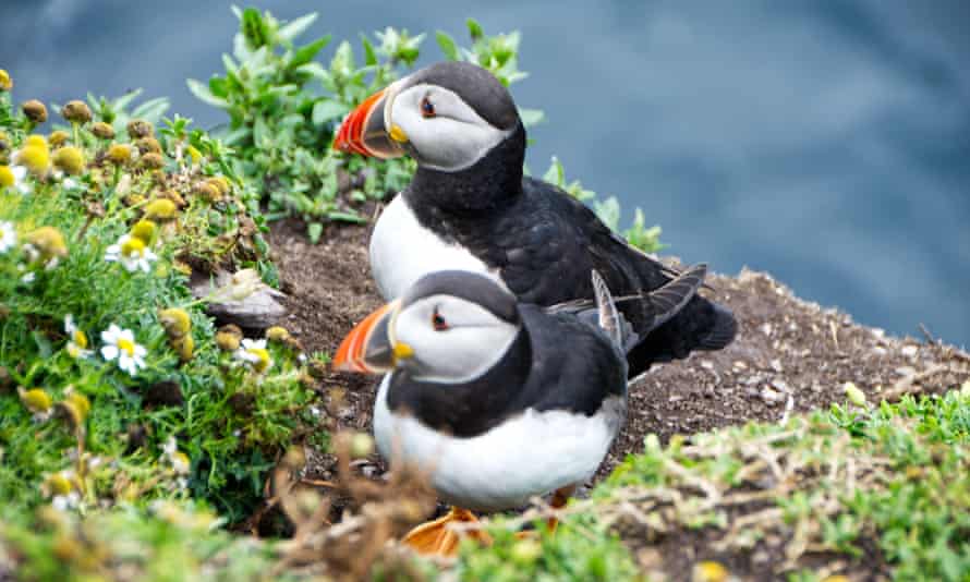 ‘Wild beauty’: puffins in Northern Ireland.